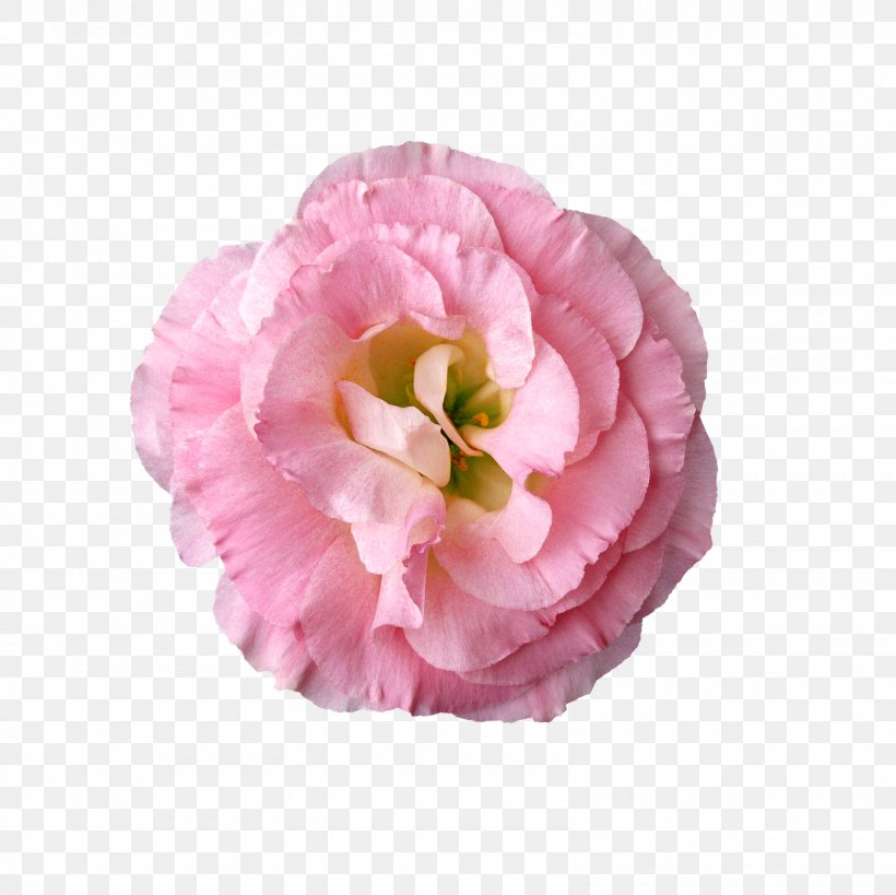Flower Clip Art, PNG, 1600x1600px, Flower, Cut Flowers, Flowering Plant, Herbaceous Plant, Petal Download Free