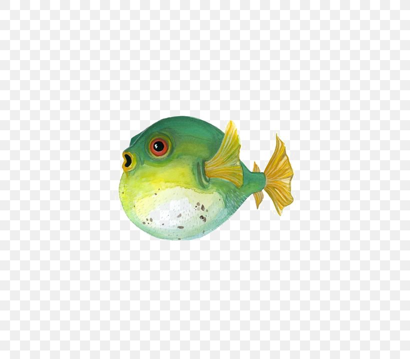Fugu Painted Fish Painting Illustration, PNG, 564x717px, Fugu, Amphibian, Art, Drawing, Fauna Download Free