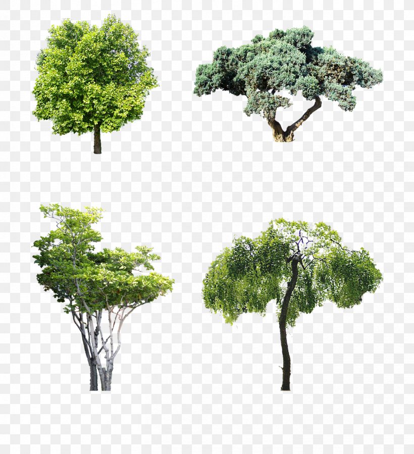 Macrophanerophytes Shrub Garden Tree Motoevakuator, PNG, 1459x1600px, Macrophanerophytes, Branch, Ecological Design, Engineering, Evergreen Download Free