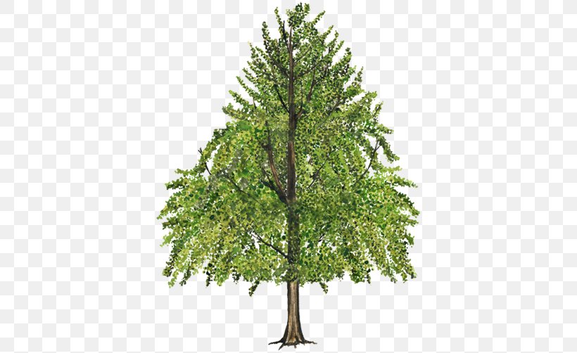 Tree American Sweetgum Branch Leaf Fir, PNG, 750x502px, Tree, American Sweetgum, Bark, Branch, Christmas Tree Download Free