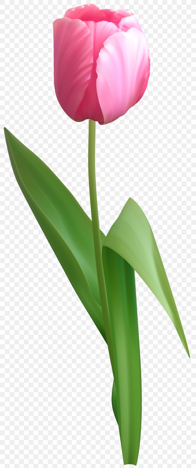 Tulip Clip Art, PNG, 3351x8000px, Flower, Flowering Plant, Free, Gerber Format, Lily Family Download Free