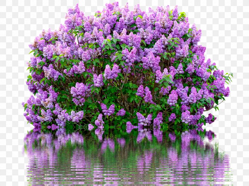 Common Lilac Shrub Flower Garden, PNG, 960x720px, Common Lilac, Color, Flower, Flowering Plant, Forsythia Download Free