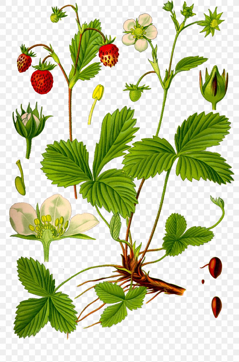 Wild Strawberry Virginia Strawberry Tea Rose Family, PNG, 1457x2210px, Wild Strawberry, Alpine Strawberry, Botany, Cinquefoil, English Walnut Download Free