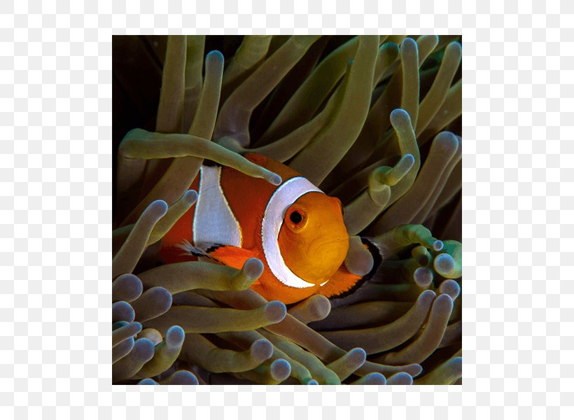 Beer Distribution Game Simulation Learning Food Chain Marine Biology, PNG, 600x600px, Beer Distribution Game, Anemone Fish, Beak, Coral Reef Fish, Ecosystem Download Free