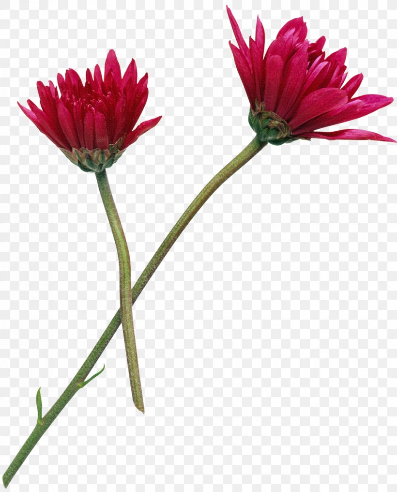 Flower Photography Clip Art, PNG, 968x1200px, Flower, Annual Plant, Aster, Chrysanthemum, Chrysanths Download Free