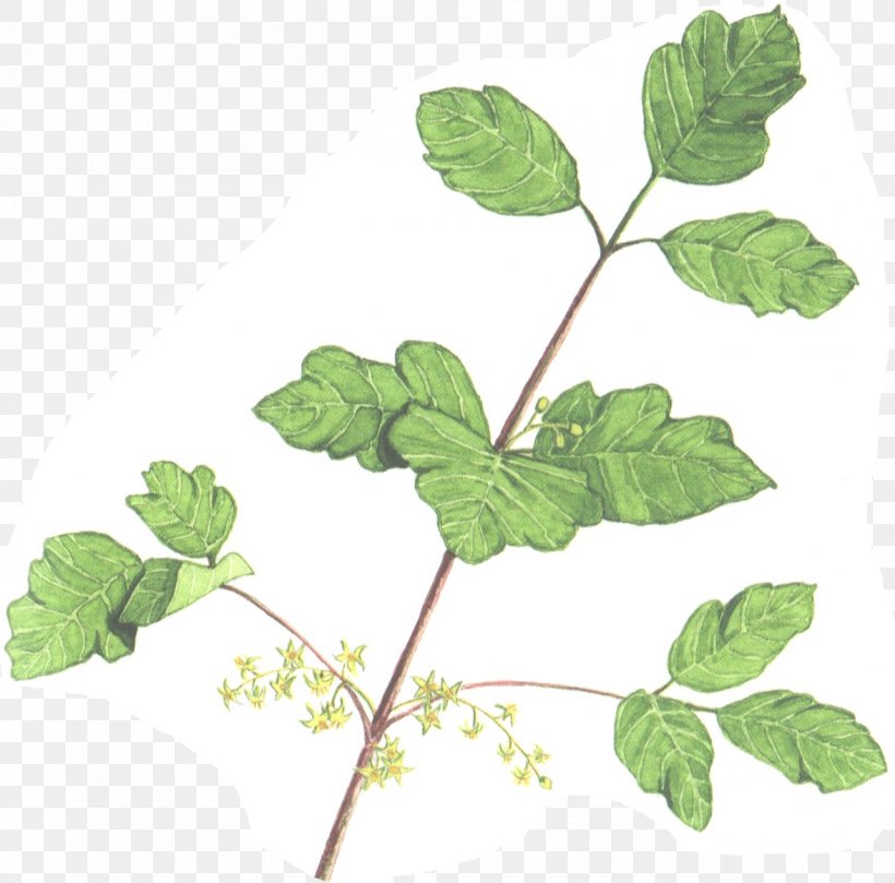 Herbalism Leaf Plant Stem Branching, PNG, 1284x1268px, Herb, Branch, Branching, Herbalism, Ivy Download Free
