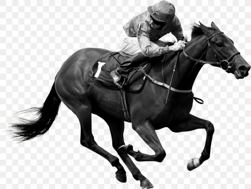 Hunt Seat Stallion Horse Jockey Rein, PNG, 961x722px, Hunt Seat, Animal Sports, Bit, Black And White, Bridle Download Free