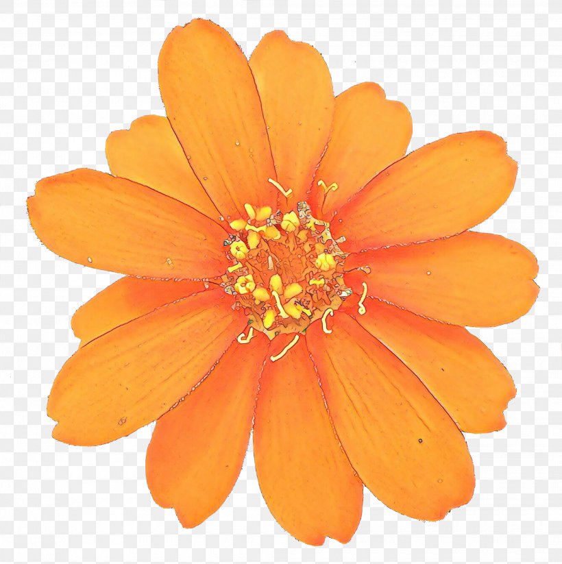 Orange, PNG, 2115x2123px, Cartoon, Calendula, Daisy Family, English Marigold, Flower Download Free