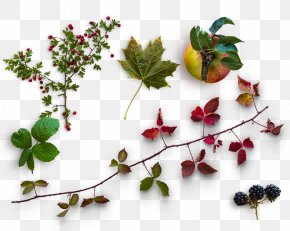 Autumn Elements - Wicked Web Design Digital Marketing World Wide Web PNG