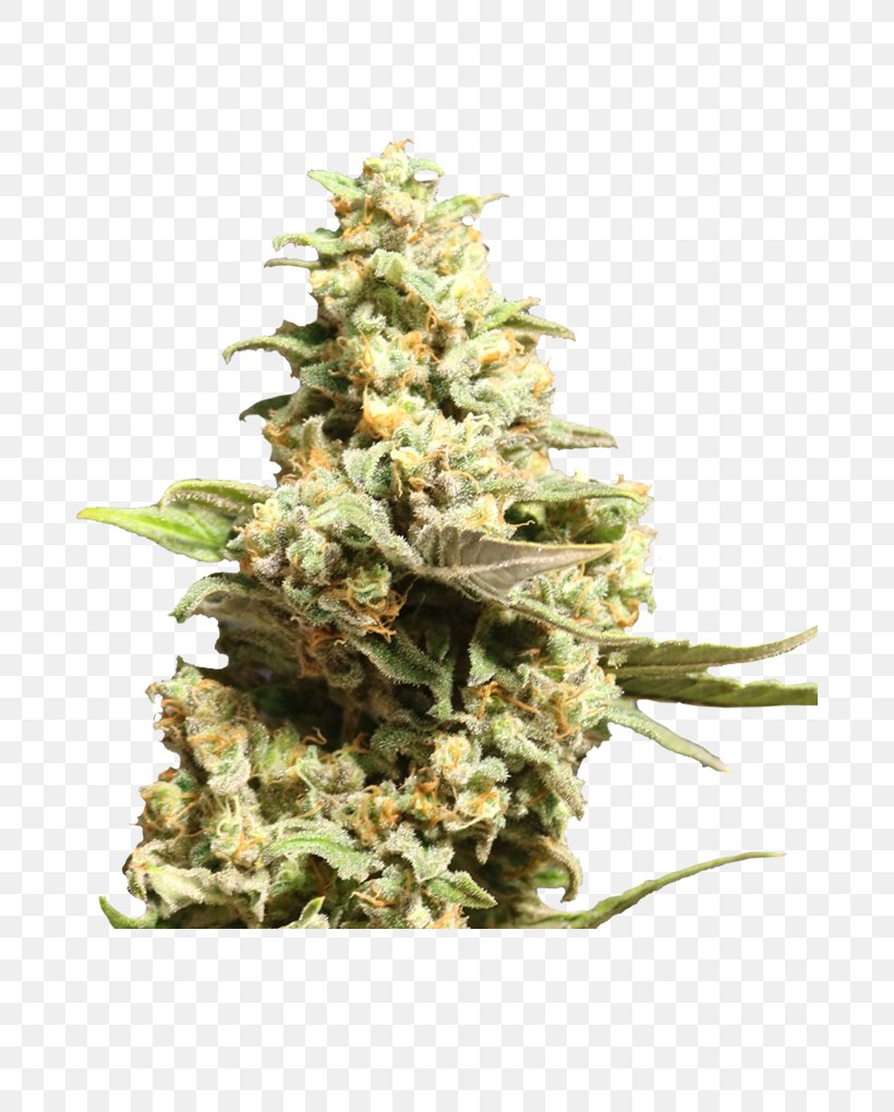 Flower Seeds By Francis Kwong Growbarato.net Grow Shop Cannabis, PNG, 680x1020px, Seed, Apex Legends, Bud, Cannabis, Cannabis Sativa Download Free