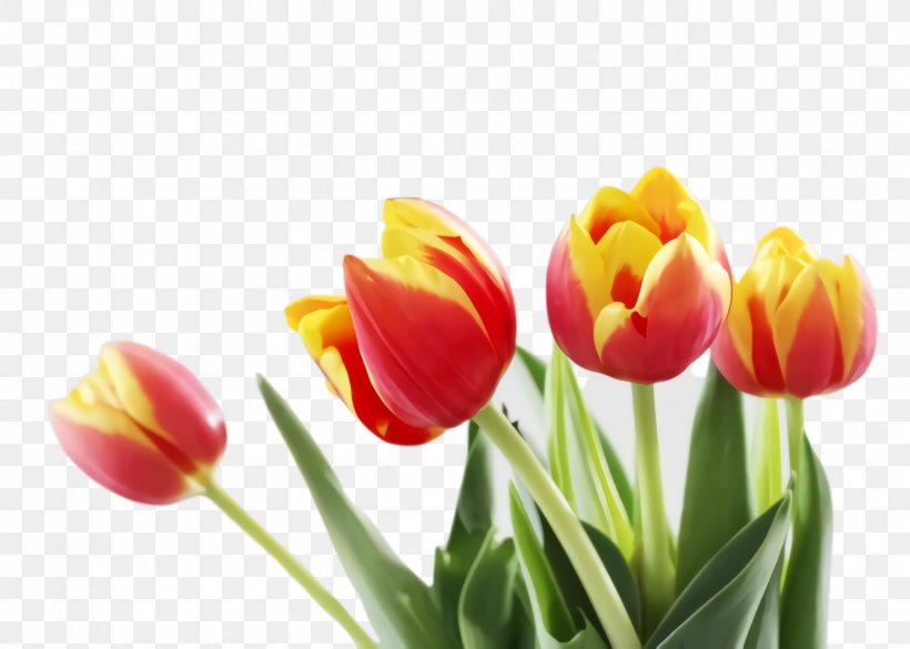 Flowers Background, PNG, 2368x1692px, Tulip, Benefitsgov, Blossom, Bud, Closeup Download Free