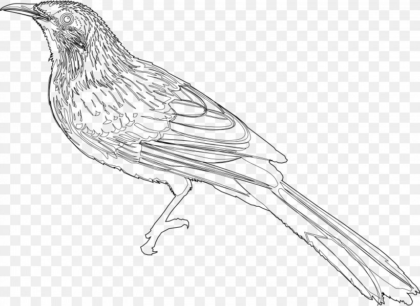 Little Wattlebird Drawing Line Art Sketch, PNG, 3000x2189px, Drawing, American Sparrows, Artwork, Beak, Bird Download Free