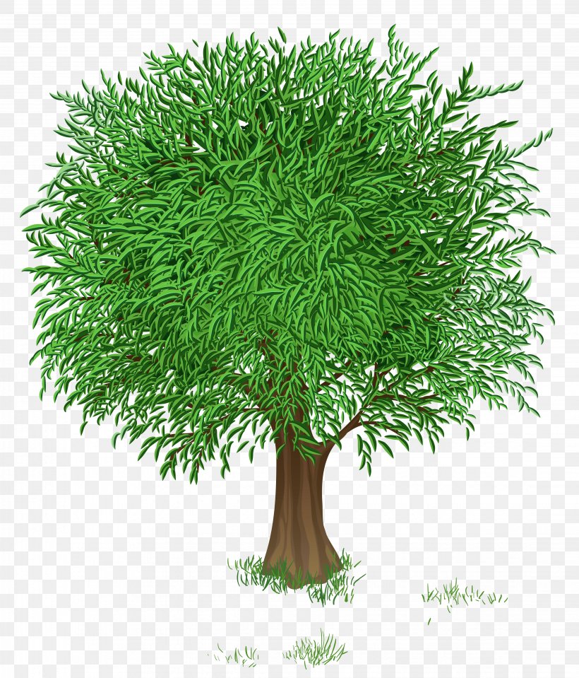 Tree Green Branch Clip Art, PNG, 4486x5248px, Tree, Branch, Digital Image, Evergreen, Flowerpot Download Free
