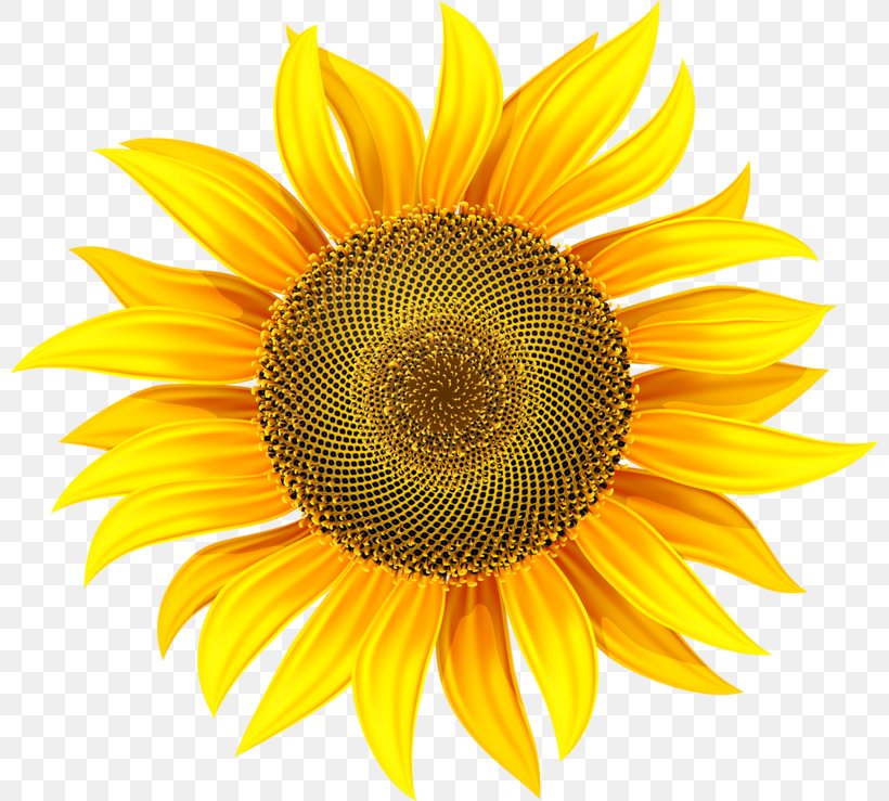 Common Sunflower Clip Art, PNG, 800x739px, Common Sunflower, Daisy Family, Flower, Flowering Plant, Petal Download Free