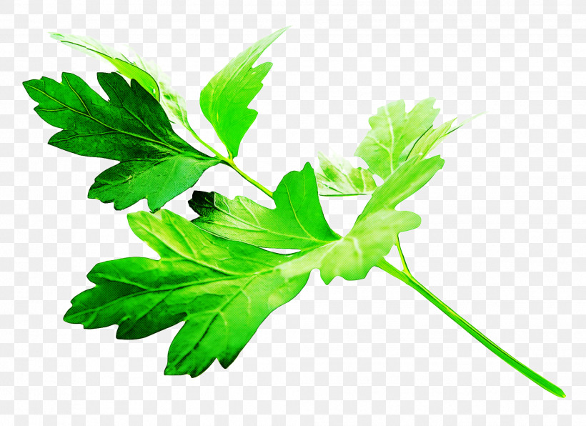 Parsley, PNG, 1966x1431px, Leaf, Culantro, Flower, Green, Herb Download Free