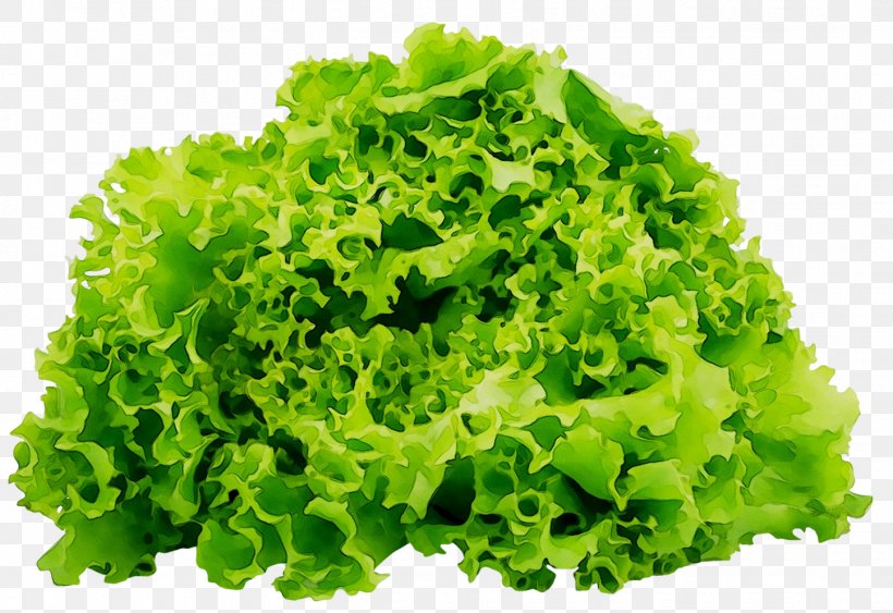 Romaine Lettuce Salad Red Leaf Lettuce Organic Lettuce, PNG, 1446x993px, Romaine Lettuce, Blue Sow Thistle, Bolting, Cruciferous Vegetables, Endive Download Free