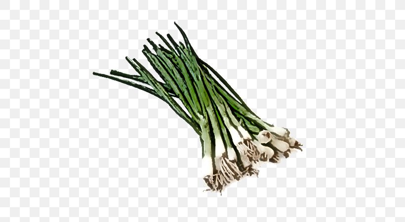 Chives Vegetable Welsh Onion Plant Leek, PNG, 600x450px, Chives, Food, Grass, Leek, Plant Download Free