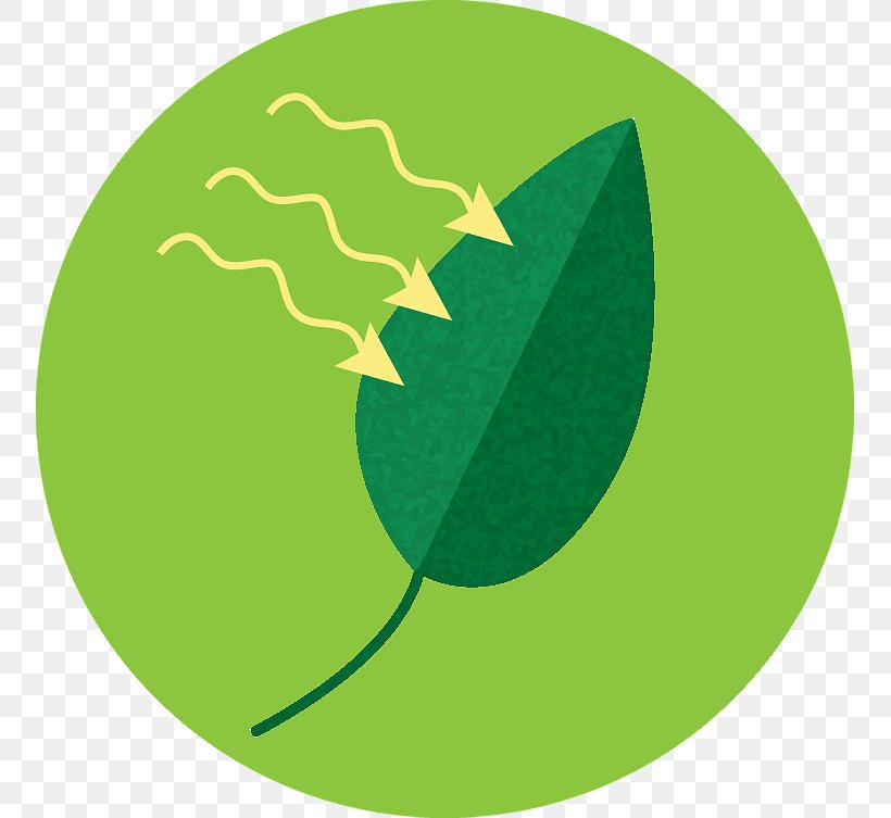 Clip Art Logo Fruit Leaf, PNG, 753x753px, Logo, Fruit, Grass, Green, Leaf Download Free