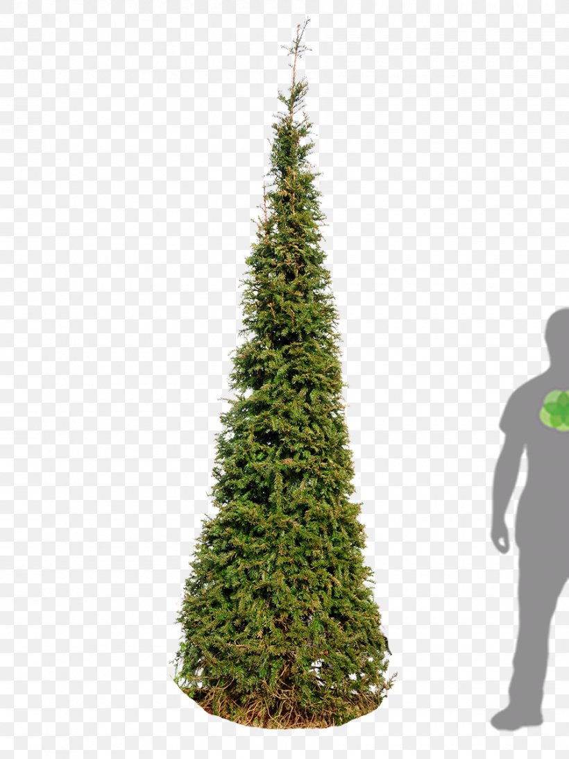 English Yew Spruce Pine Christmas Tree, PNG, 900x1200px, English Yew, Baumschule, Berry, Christmas Day, Christmas Decoration Download Free