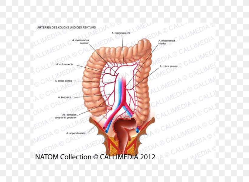 Lymph Node Lymphatic System Large Intestine Colorectal Cancer, PNG, 600x600px, Watercolor, Cartoon, Flower, Frame, Heart Download Free