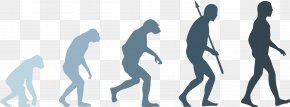 Evolution - Neandertal Human Evolution Homo Sapiens PNG