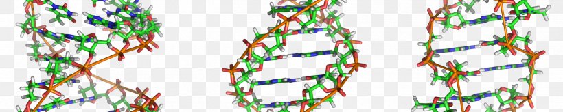 Z-DNA A-DNA Nucleic Acid Double Helix Nucleic Acid Structure, PNG, 2486x500px, Zdna, Adn B, Adna, Biology, Branch Download Free