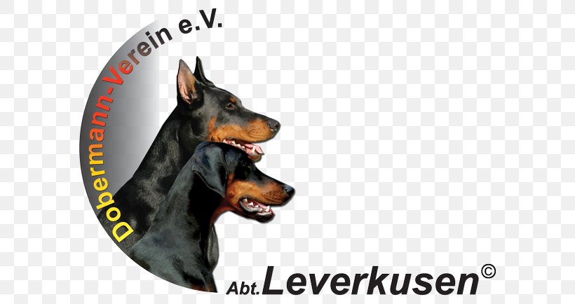Dobermann German Pinscher Manchester Terrier Leverkusen Dog Breed, PNG, 614x434px, Dobermann, Breed, Carnivoran, Dog, Dog Breed Download Free