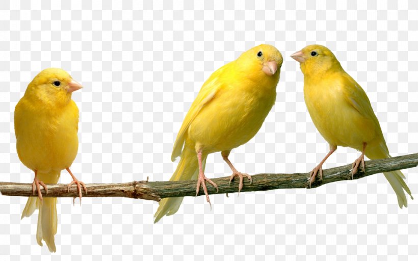 Domestic Canary Finches Bird Yellow Canary, PNG, 960x600px, Domestic Canary, American Goldfinch, Atlantic Canary, Beak, Bird Download Free