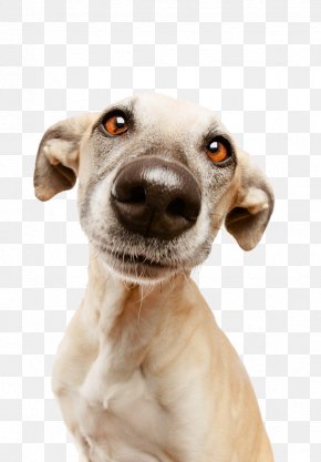 Dog Mug Shot - Nice Nosing You: For The Love Of Life, Dogs And Photography Amazon.com Puppy Hunde Unter Wasser PNG
