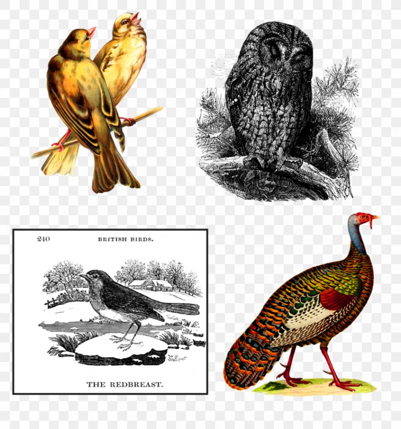 Chicken Abziehtattoo Owl Bird, PNG, 864x925px, Chicken, Abziehtattoo, Art, Beak, Bird Download Free