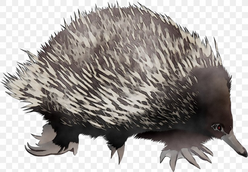 Domesticated Hedgehog Echidna Porcupine Beak, PNG, 1565x1088px, Domesticated Hedgehog, Beak, Domestication, Echidna, Erinaceidae Download Free
