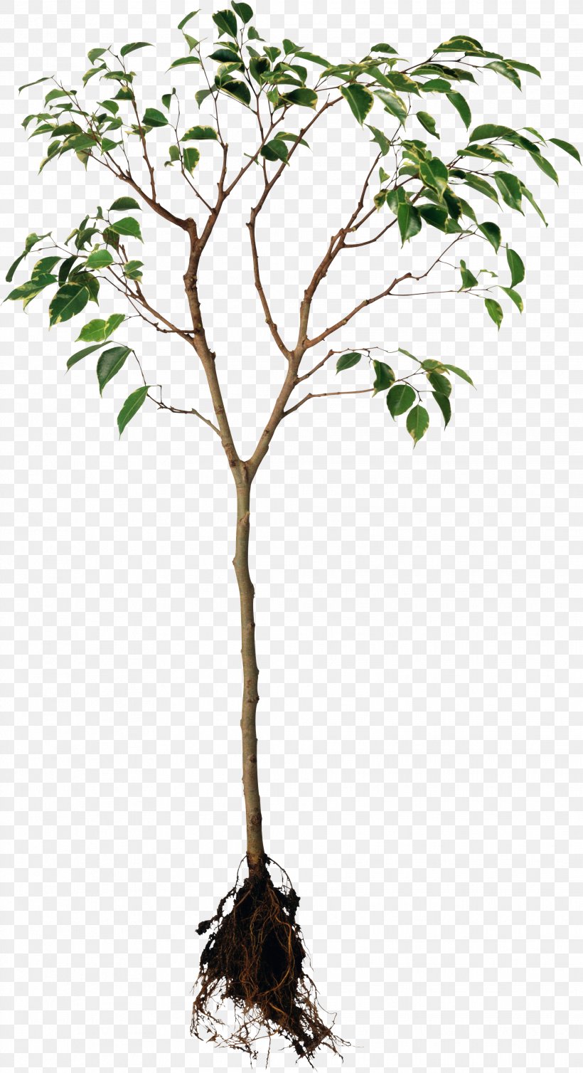 Root Plant Tree Rhizome, PNG, 1932x3554px, Root, Bare Root, Branch, Flowering Plant, Flowerpot Download Free