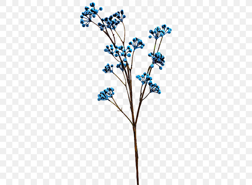 Flower Plant Branch Twig Borage Family, PNG, 800x600px, Flower, Borage Family, Branch, California Lilac, Delphinium Download Free