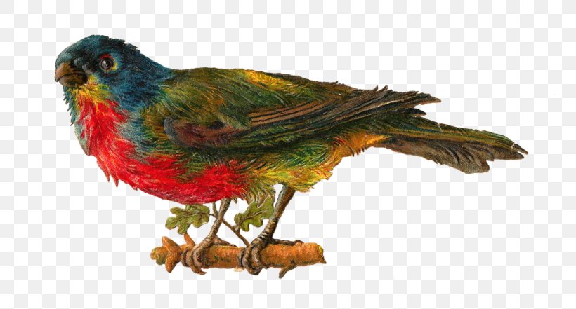 Lovebird Parrot Clip Art, PNG, 768x441px, Bird, Beak, Blog, Drawing, Fauna Download Free