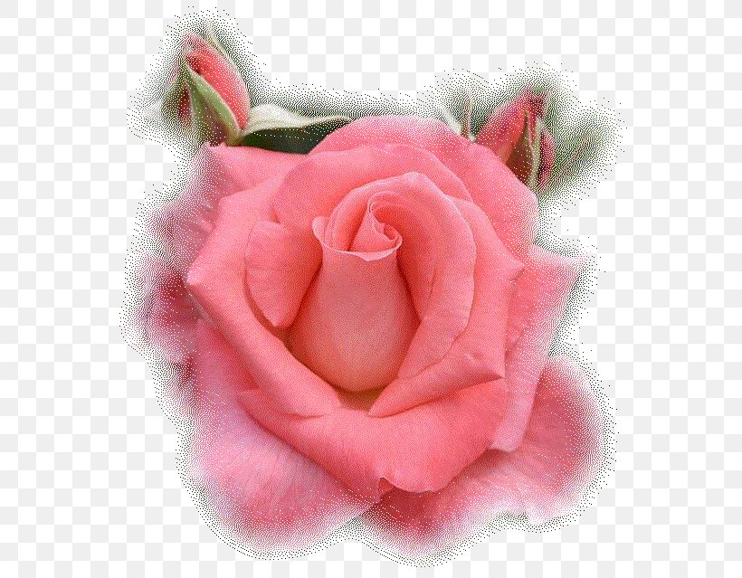 The Gardens Of The American Rose Center Hybrid Tea Rose Garden Roses Royal National Rose Society, PNG, 577x639px, Hybrid Tea Rose, Cut Flowers, Floribunda, Floristry, Flower Download Free