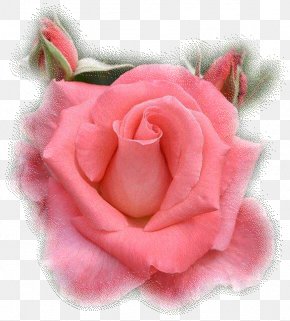 Beekenkamp Plants Bv - The Gardens Of The American Rose Center Hybrid Tea Rose Garden Roses Royal National Rose Society PNG
