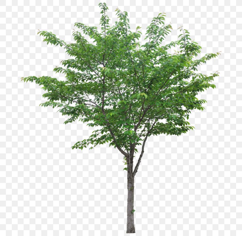 Tree Stock Photography Deciduous, PNG, 703x800px, 3d Computer Graphics, Tree, Birch, Branch, Deciduous Download Free