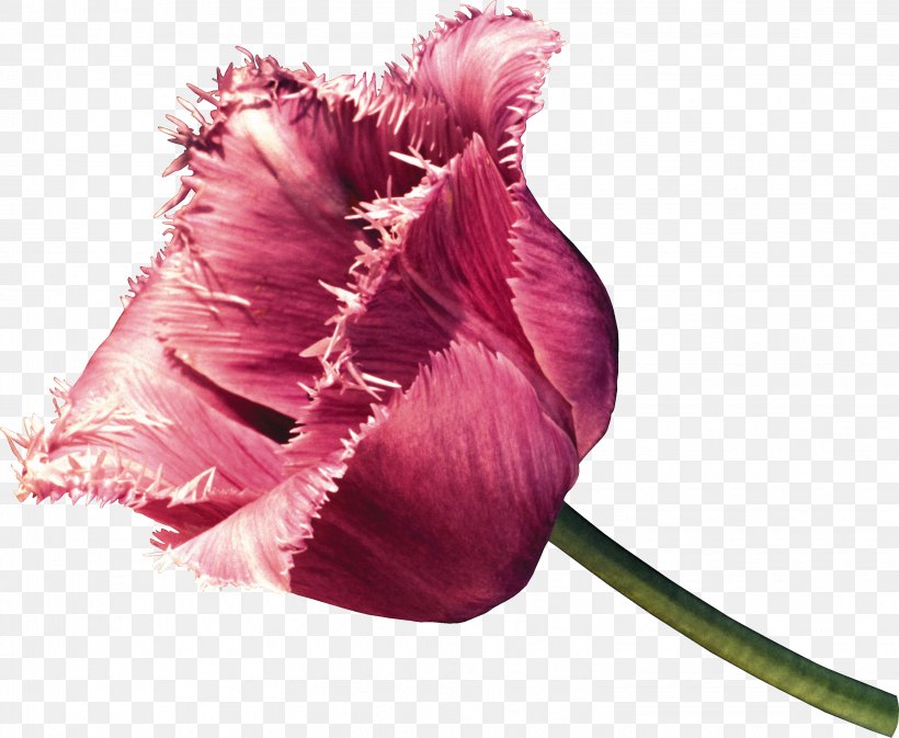 Tulip Cut Flowers Petal Plant Stem, PNG, 3053x2509px, Tulip, Cloud, Cream, Cultivar, Cut Flowers Download Free