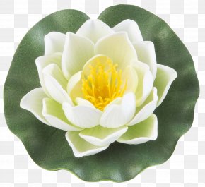 Water Lilies - Water Lilies Garden Pond Nymphaea Alba Aquatic Plants PNG