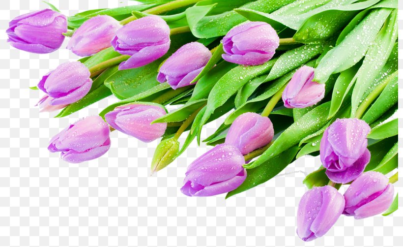 Indira Gandhi Memorial Tulip Garden Desktop Wallpaper, PNG, 800x502px, Indira Gandhi Memorial Tulip Garden, Bud, Computer Software, Flower, Flowering Plant Download Free