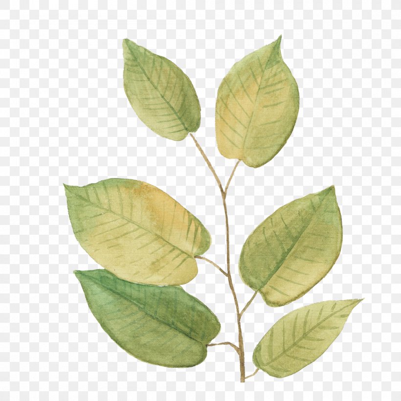 Leaf Plant Stem, PNG, 1000x1000px, Leaf, Plant, Plant Stem Download Free