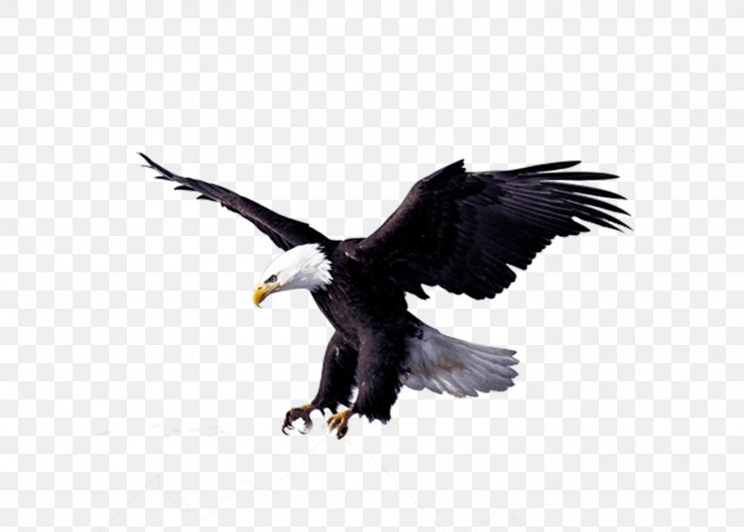 Business Hawk Limited Company, PNG, 1500x1072px, Business, Accipitriformes, Bald Eagle, Beak, Bird Download Free