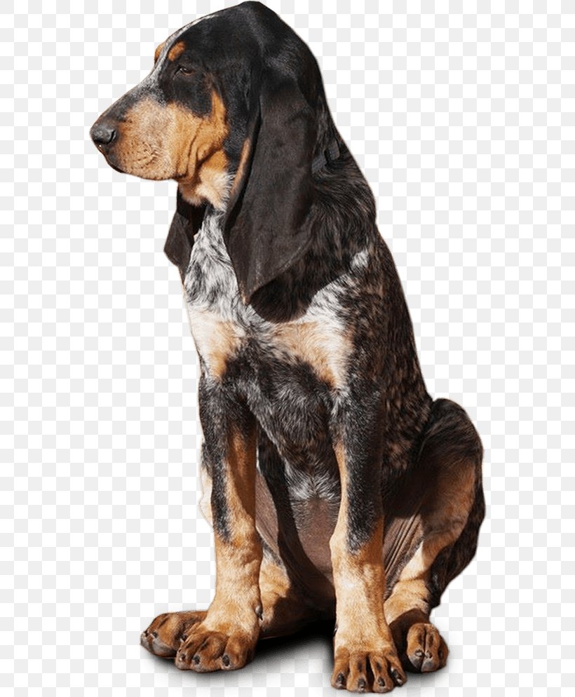 Finnish Hound Black And Tan Coonhound Schweizer Laufhund Treeing Walker Coonhound Great Gascony Blue, PNG, 572x994px, Finnish Hound, Basset Hound, Black And Tan Coonhound, Carnivoran, Dog Download Free