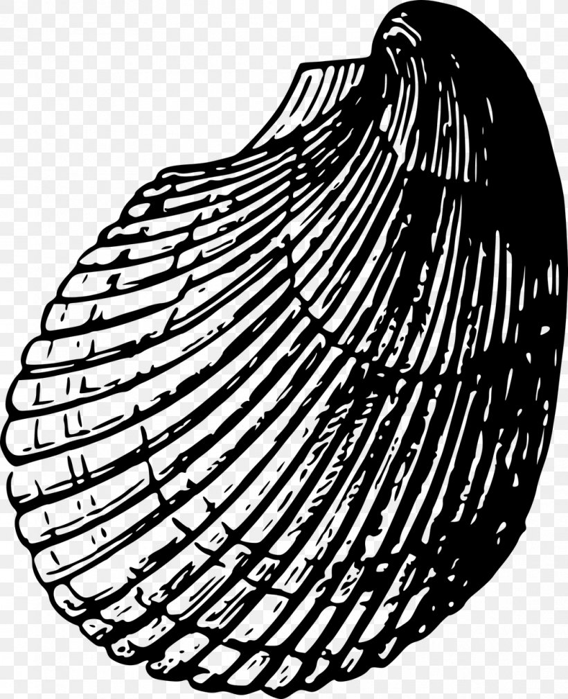 Seashell Cockle Clip Art, PNG, 1041x1280px, Seashell, Black And White, Cockle, Conch, Fossil Download Free