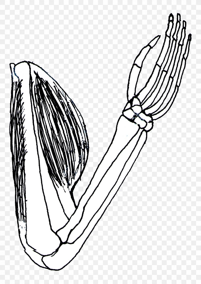 Biceps Triceps Brachii Muscle Human Skeleton Clip Art, PNG, 1880x2653px, Watercolor, Cartoon, Flower, Frame, Heart Download Free