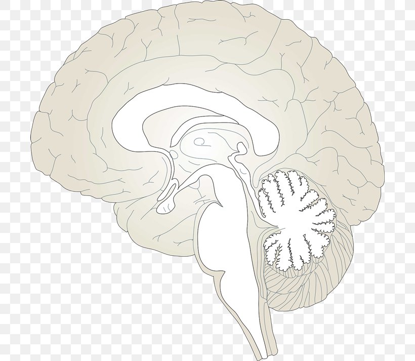 Brain Hypothalamus Clip Art, PNG, 700x713px, Watercolor, Cartoon, Flower, Frame, Heart Download Free