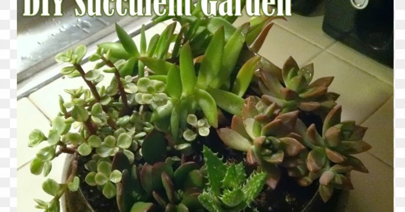 Flowerpot Houseplant Herb, PNG, 1200x630px, Flowerpot, Herb, Houseplant, Plant Download Free
