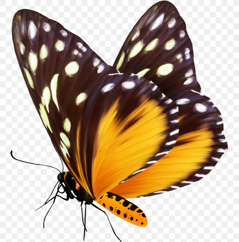 Butterfly Clip Art, PNG, 749x830px, 3d Computer Graphics, Butterfly, Animaatio, Animal, Arthropod Download Free