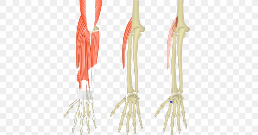 Extensor Carpi Radialis Longus Muscle Extensor Digitorum Muscle Extensor Carpi Ulnaris Muscle Extensor Carpi Radialis Brevis Muscle, PNG, 1200x630px, Extensor Digitorum Muscle, Anatomy, Common Extensor Tendon, Extensor Carpi Ulnaris Muscle, Flexor Carpi Radialis Muscle Download Free