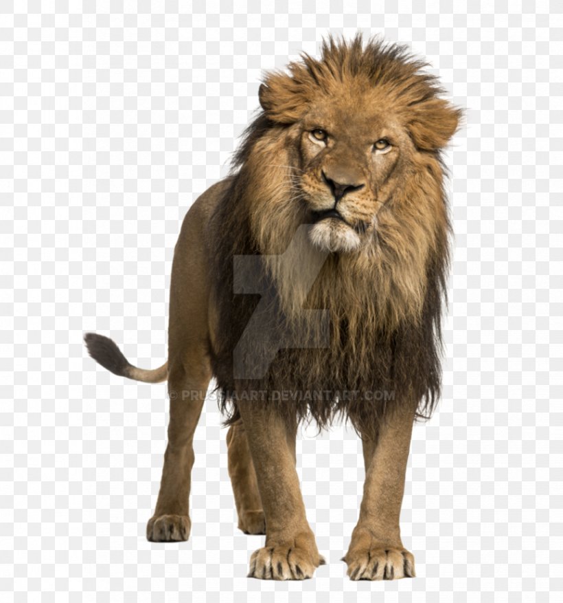 Leopard African Lion Roar Stock Photography White Lion, PNG, 864x925px, Leopard, African Lion, Big Cat, Big Cats, Carnivoran Download Free